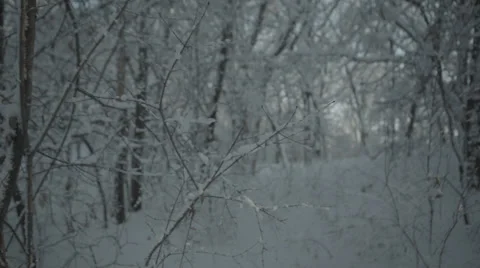 Panning shot of snowy forest Stock Footage 35510624