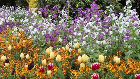 Panning shot of Spring flowers Stock Footage 153276979