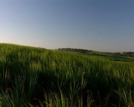 Panning shot of a sugar cane field Stock Footage 36645194