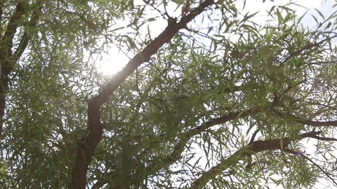 Panning Shot of Sun Shining Through the Trees With Blue Sky in the Background Stock Footage 99434842