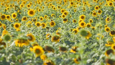Panning shot of sunflower Video stock 72113101