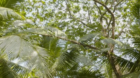 Panning shot sunlight beaming through palm tree branches, Tortuguero, Costa Rica Stock Footage 141247704