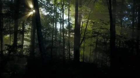 Panning Shot Of Sunrays Passing Through Forest Trees - Asheville, North Carolina Stock Footage 223379934