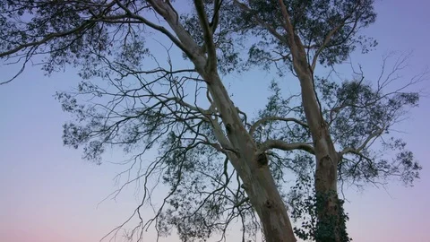 Panning Shot Sunset Behind Eucalyptus Tree Ireland Stock Footage 74279301