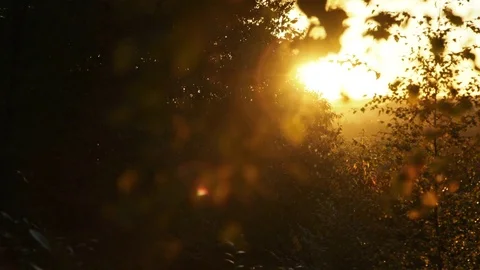 Panning shot of sunset through trees Stock Footage 82351440