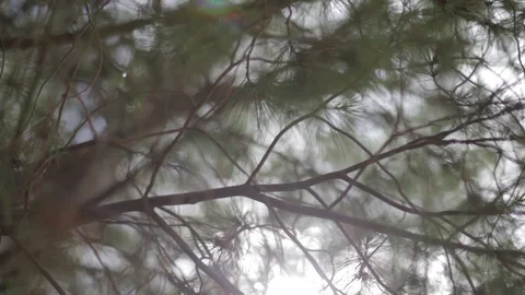 Panning shot of sunshine through pine branches Video stock 103155336