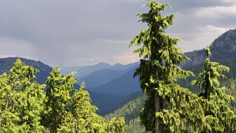 Panning shot of tall evergreen trees against mountain backdrop in Washington Stock Footage 338418892