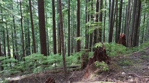 Panning shot of tall trees and stumps in Washington state forest Stock Footage 338418923
