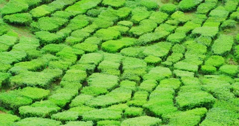 Panning Shot of Tea Plantations at The Cameron Highlands in Northern Malaysia Stock Footage 146549892