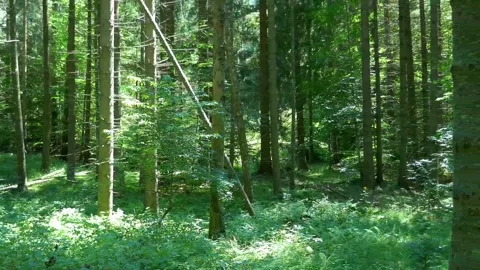 Panning shot of temperate climate forest Stock-Footage 283628179
