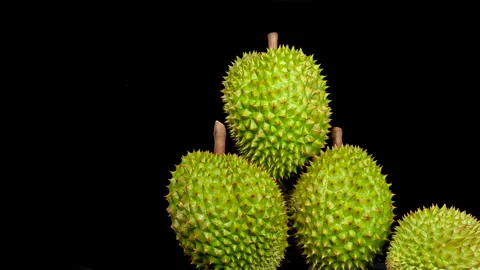 Panning shot of three stacked Ri6 durians on black background. Vídeo Stock 334333954