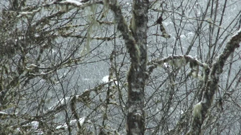 Panning Shot Through Snowy Winter Forest Stock Footage 149703863