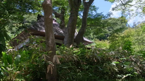 Panning Shot Through Trees Revealing Historic Temple, Engaku-ji, Kamakura, Japan 스톡 동영상 271048357