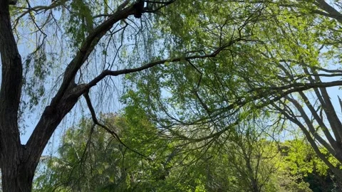 Panning shot through willow tree branches and canopy against blue sky Stock Footage 346495391