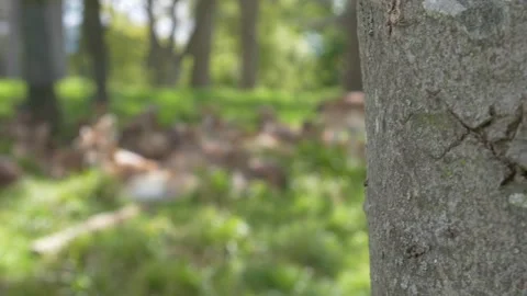 Panning shot from tree bark to group of fallow deer resting in green forest.. Stock Footage 337404712