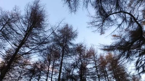 Panning shot of the tree canopy. Vidéo 70104048