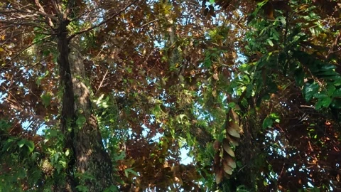 Panning Shot of Tree Canopy with Mixed Leaves Against Blue Sky Stock Footage 337805332