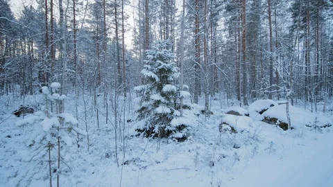 Panning shot of the tree covered in snow. Stock Footage 105007423