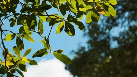 Panning shot of tree leaves moving gently Stock Footage 112720820