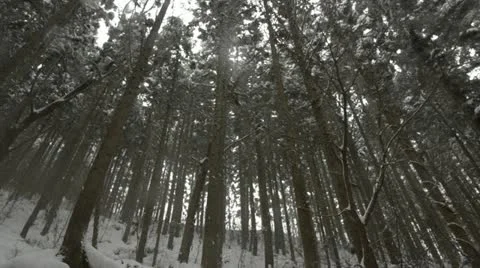 Panning shot of tree tops covered in a heavy layer of snow in Jigokudani, Japan. 動画素材 11364203
