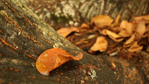 Panning shot of a tree trunk and the upper canopy Stock Footage 98436712