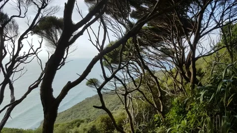 Panning shot of trees along the edge of a cliff coast line Stock Footage 133155057