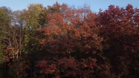 A Panning Shot of Trees in the Fall Vidéo 157360534
