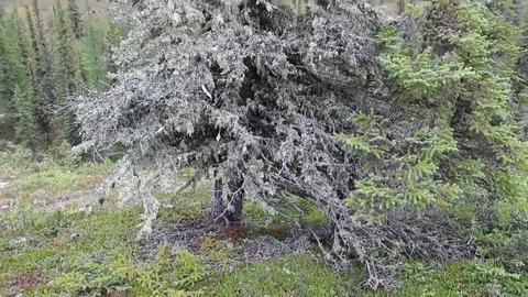 Panning shot of trees in open land Video stock 82124186