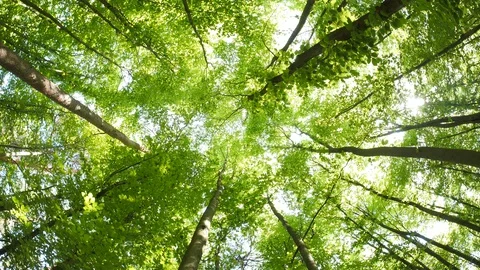 Panning shot of treetops in the beech forest on a sunny day in spring Stock Footage 129513265