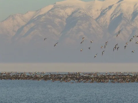 Panning Shot of Two Dozen Northern Shovelers Landing in the Great Salt Lake Stock Footage 124977055