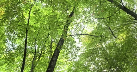 Panning shot under the green trees Stock Footage 220597713