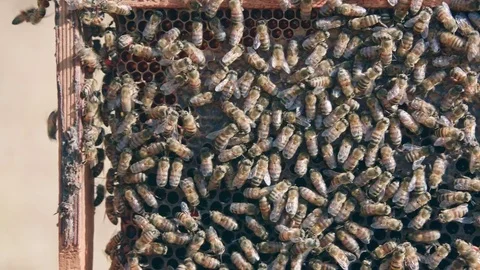 Panning shot of vertical honey frame crawling with busy bees Stock Footage 84264552