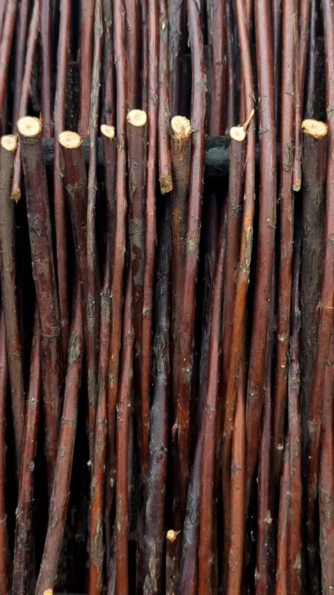 Panning Shot of Vertical Willow Twigs Fence, 4K Natural Wood Texture Background Stock Footage 331316489