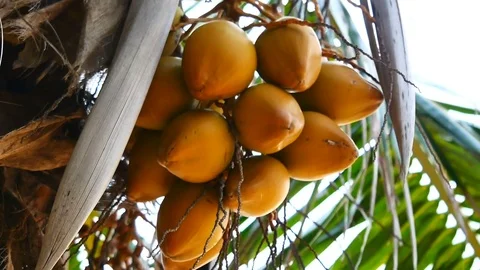 Panning shot of view from under the coconut trees. The coconut or coconut pal Stock Footage 81345939