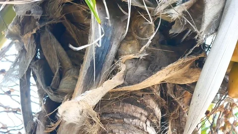 Panning shot of view from under the coconut trees. The coconut or coconut pal Stock Footage 81346000