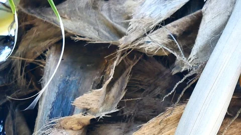 Panning shot of view from under the coconut trees. The coconut or coconut pal Stock Footage 81346070
