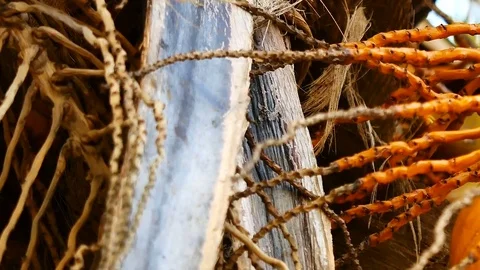 Panning shot of view from under the coconut trees. The coconut or coconut pal Stock Footage 81346153