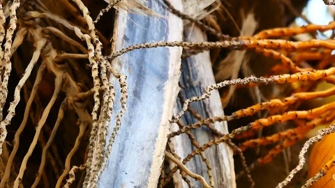 Panning shot of view from under the coconut trees. The coconut or coconut pal Stock Footage 81346284
