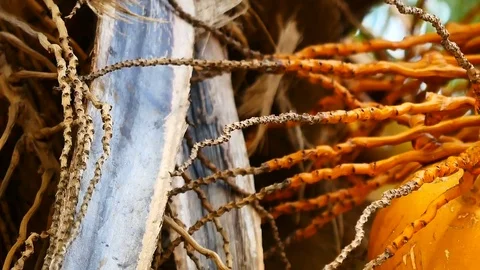 Panning shot of view from under the coconut trees. The coconut or coconut pal Stock Footage 81346385