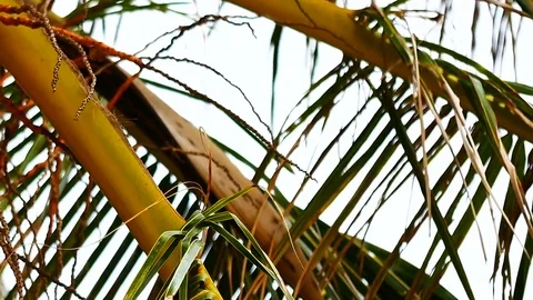 Panning shot of view from under the coconut trees. The coconut or coconut pal Stock Footage 81346490