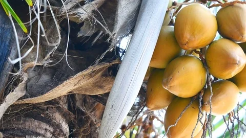 Panning shot of view from under the coconut trees. The coconut or coconut pal Stock Footage 81346595