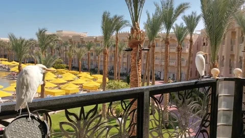 Panning shot of white egret turning on balcony railing overlooking resort p.. Stock Footage 329871084