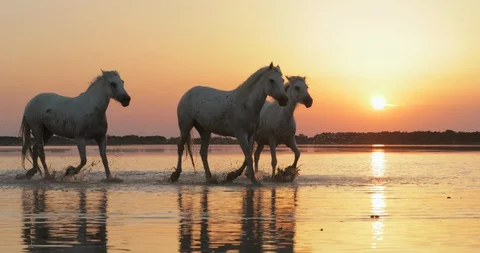 Panning shot of white horses running in sea at beach against orange sky during Stock Footage 130101045