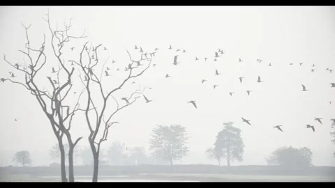 Panning shot of wild ducks on water at Pohugarh Assam Stock Footage 339268317