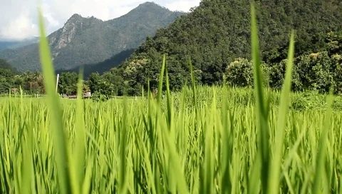 Panning shot of the wind blowing through fields of green rice Stock Footage 94787465