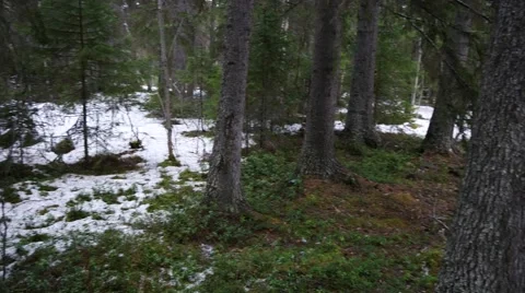 Panning shot of winter coniferous forest. Fir trunks and snowdrifts Stock Footage 65530591