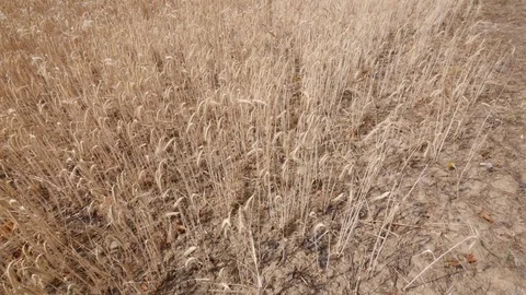 Panning shot of a withered field of rye Stock Footage 92754542