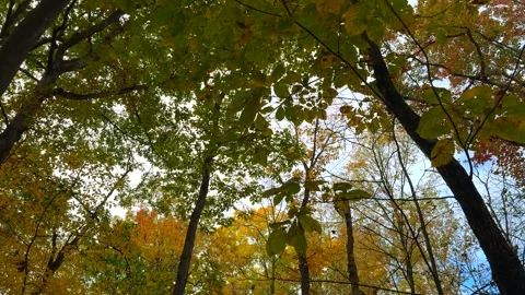 Panning Shot in the Woods Stock Footage 256909286