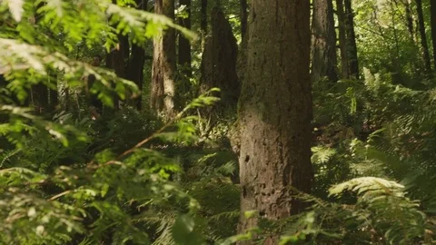 Panning shot of young man running amidst trees in forest Stock Footage