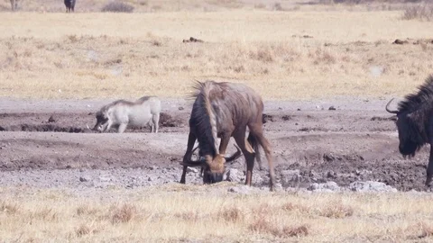 Panning shot of young wildebeest gnu walking through muddy waterhole Vídeo Stock 81416760